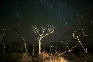 brandend bomen gefotografeerd Bij nacht met een sterrenhemel lucht, la pampa provincie, Patagonië , Argentinië. foto