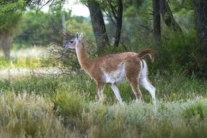 guanaco, lama guanicoe, luro park, la pampa provincie, la pampa, Argentinië. foto