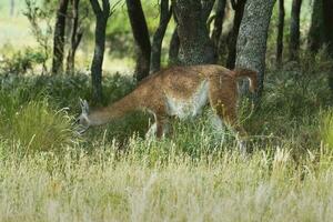 guanaco, lama guanicoe, luro park, la pampa provincie, la pampa, Argentinië. foto