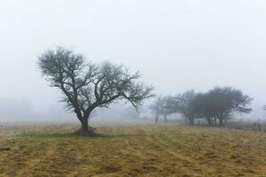 eenzaam boom in dik mist Bij ochtendgloren, in pampa landschap, la pampa provincie, Patagonië, Argentinië. foto