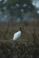 jabiru in wetland omgeving, jabiru mycteria pantanal, mato grosso Brazilië. foto