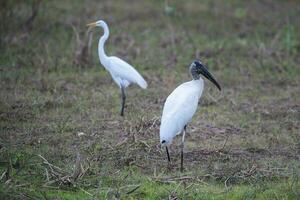 jabiru in wetland omgeving, jabiru mycteria pantanal, mato grosso Brazilië. foto