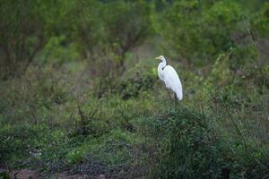 Super goed wit zilverreiger in wetland milieu, pantanal , mato grof, Brazilië. foto