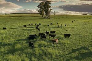 vee verhogen met natuurlijk weilanden in pampa platteland, la pampa provincie,patagonië, Argentinië. foto