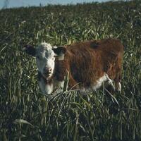 vee verhogen met natuurlijk weilanden in pampa platteland, la pampa provincie,patagonië, Argentinië. foto