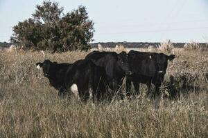 vee verhogen met natuurlijk weilanden in pampa platteland, la pampa provincie,patagonië, Argentinië. foto