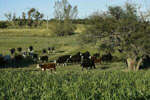 vee verhogen met natuurlijk weilanden in pampa platteland, la pampa provincie,patagonië, Argentinië. foto