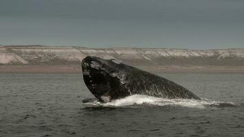 walvis jumping in schiereiland valdés, springen in de buurt puerto madryn, Patagonië, Argentinië foto