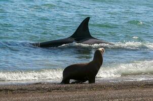 zee leeuw op zoek Bij een moordenaar walvis Aan de kustlijn, schiereiland valdes, wereld erfgoed plaats, Patagonië, Argentinië. foto