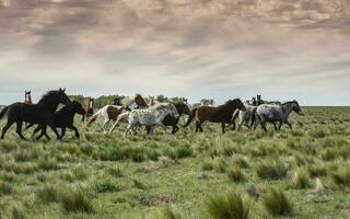 kudde van paarden in de platteland, la pampa provincie, Patagonië, Argentinië. foto