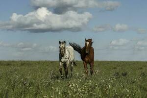 kudde van paarden in de platteland, la pampa provincie, Patagonië, Argentinië. foto