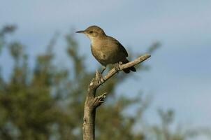 rufous hoornaar , Argentijns nationaal vogel, ibera moerassen, corrientes provincie Argentinië. foto