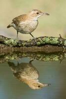 rufous hoornaar , Argentijns nationaal vogel, ibera moerassen, corrientes provincie Argentinië. foto