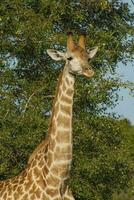 giraffe, Kruger nationaal park, zuiden Afrika foto