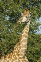 giraffe, Kruger nationaal park, zuiden Afrika foto