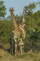 giraffe, Kruger nationaal park, zuiden Afrika foto