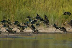 wit geconfronteerd ibis , la pampa, Patagonië, Argentinië foto