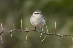 wit gestreept mokingvogel in calden Woud omgeving, Patagonië Woud, Argentinië. foto