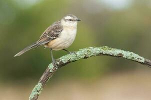 wit gestreept mokingvogel in calden Woud omgeving, Patagonië Woud, Argentinië. foto