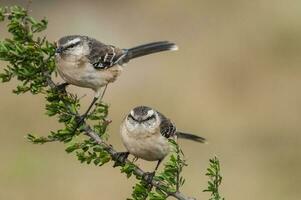 wit gestreept mokingbird, in spinal Woud milieu , pampa, Argentinië. foto