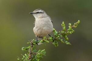 wit gestreept mokingvogel in calden Woud omgeving, Patagonië Woud, Argentinië. foto