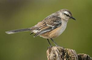 wit gestreept mokingvogel in calden Woud omgeving, Patagonië Woud, Argentinië. foto