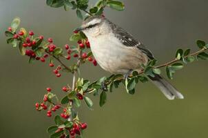 wit gestreept mokingvogel aan het eten wild fruit, Patagonië Woud, Argentinië. foto