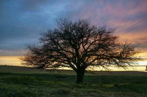 pampa gras landschap, la pampa provincie, Patagonië, Argentinië. foto