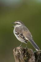 wit gestreept mokingvogel in calden Woud omgeving, Patagonië Woud, Argentinië. foto