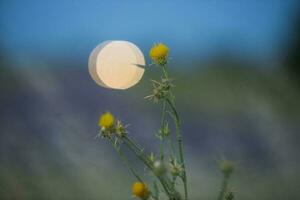 wild bloemen, abstract, achtergrond foto