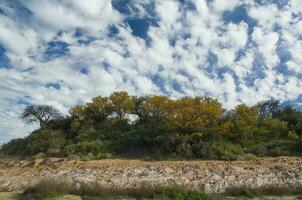 chanar boom in calden Woud, bloeide in lente, la pampa, Argentinië foto