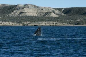 zuidelijk Rechtsaf walvis springen, schiereiland valdes, patagonië, argentinië foto