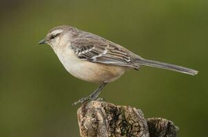 wit gestreept mokingvogel in calden Woud omgeving, Patagonië Woud, Argentinië. foto