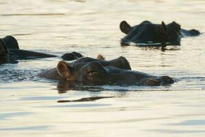 nijlpaard amphibius in waterpoel, Kruger nationaal parkeren, zuiden Afrika foto