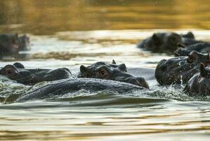spelen nijlpaard , Kruger nationaal park , Afrika foto