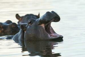 nijlpaard amphibius in waterpoel, Kruger nationaal parkeren, zuiden Afrika foto