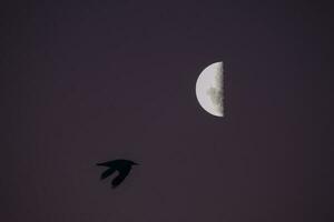 vogelstand en maan landschap foto