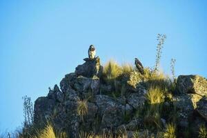 zwart bovenlijf buizerd adelaar, geranoaetus melanoleus, hoogland grasland in pampa de achala , quebrada del appartement nationaal park, Cordoba provincie, Argentinië foto