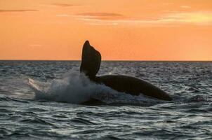 zuidelijk Rechtsaf walvis jumping , schiereiland valdes Patagonië , Argentinië foto