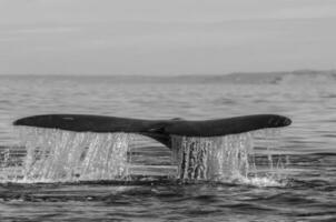 zuidelijk Rechtsaf walvis staart toevalstreffer , schiereiland valdes Patagonië , Argentinië foto