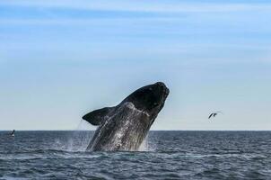 zuidelijk Rechtsaf walvis jumping , schiereiland valdes Patagonië , Argentinië foto