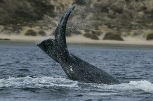 zuidelijk Rechtsaf walvis staart , schiereiland valdes Patagonië , Argentinië foto