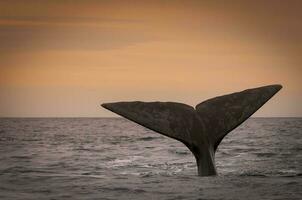 walvis Patagonië Argentinië foto