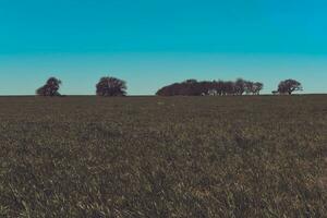 bloemrijk landschap in wijnoogst kleur effect foto