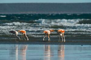 flamingo's voeden Aan een strand, schiereiland valdes, Patagonië, Argentinië foto