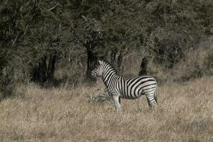 kudde van zebra's in de Afrikaanse savanne foto