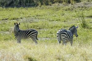 kudde van zebra's in de Afrikaanse savanne foto