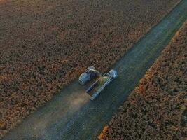 sorghum oogst, in la pampa, Argentinië foto