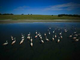 kudde van flamingo's, antenne uitzicht,patagonië, Argentinië foto