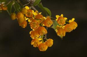 wild bloemen in semi woestijnachtig omgeving, calden Woud, la pampa Argentinië foto